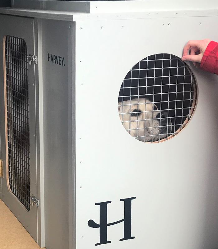 Andrew Kitchen | Creative Project | Canine Enclosure | Design and Build